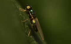 Microchrysa flavicornis