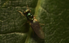 Microchrysa flavicornis