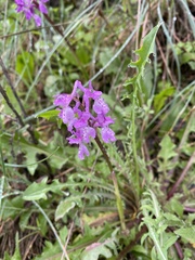 Orchis olbiensis