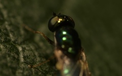 Microchrysa flavicornis