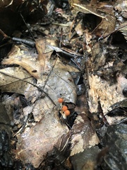 Marasmius sullivantii