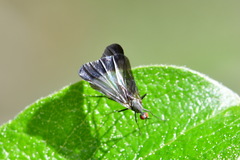 Rhamphomyia marginata