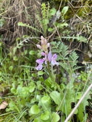 Orchis olbiensis
