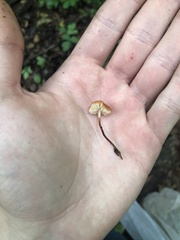 Marasmius sullivantii