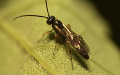 Limneriini