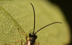 Limneriini