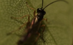 Limneriini