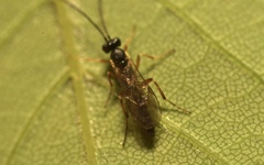 Limneriini