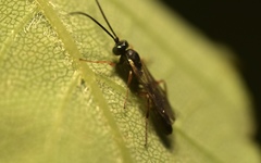 Limneriini