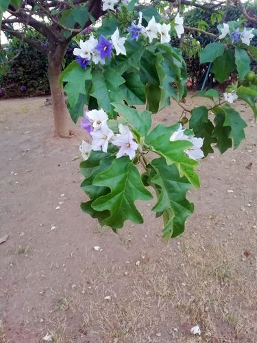blue potato tree