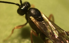 Limneriini