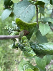 Viburnum carlesii
