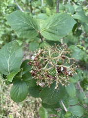 Viburnum carlesii