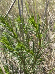 Galium verum