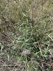 Artemisia dracunculus glauca