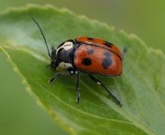 Cryptocephalus octopunctatus