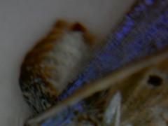 Icaricia lupini texanus