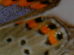 Icaricia lupini texanus