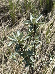 Elaeagnus angustifolia