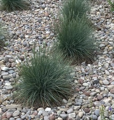 Festuca glauca