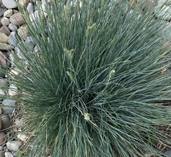 Festuca glauca