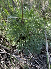 Artemisia absinthium