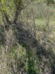 Artemisia absinthium