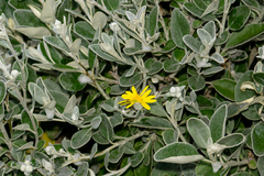 Brachyglottis × jubar
