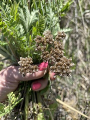 Achillea nobilis