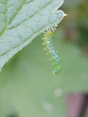 Pristiphora appendiculata