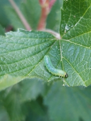 Pristiphora appendiculata