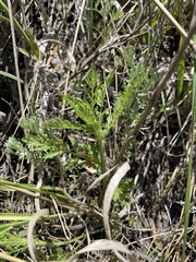 Achillea nobilis