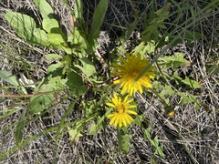 Taraxacum officinale