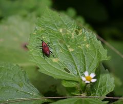 Rhodobaenus sanguineus