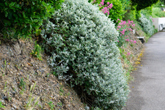Brachyglottis × jubar