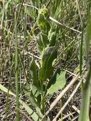 Lepidium draba