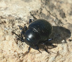 Timarcha sardea