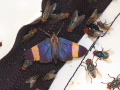 Pilocrocis xanthozonalis