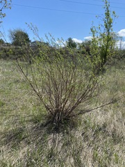 Salix