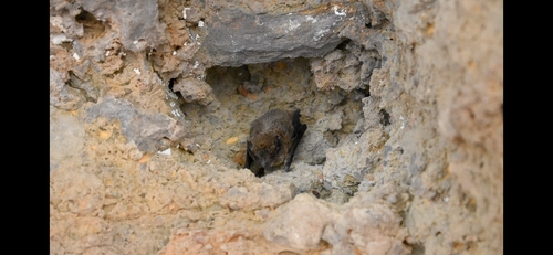Indian Pipistrelle