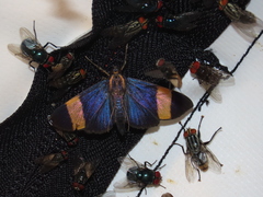 Pilocrocis xanthozonalis
