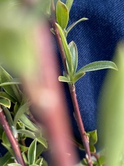 Salix