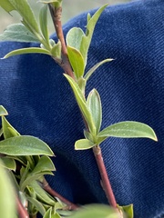 Salix