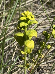 Euphorbia virgata