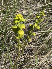 Euphorbia virgata