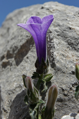 Campanula hagielia