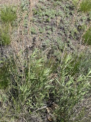 Artemisia dracunculus glauca