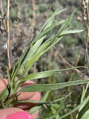Artemisia dracunculus glauca