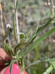 Artemisia dracunculus glauca