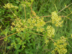 Polytaenia